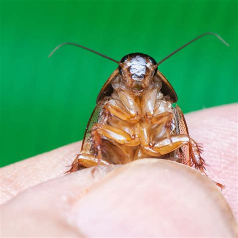 Nevada's Common Cockroaches: Unveiling the Pest 